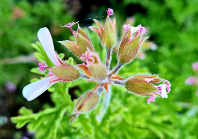 “Vuelve siete veces”