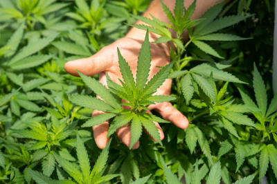 IAFA reitera oposición a Ley cannabis y advierte riesgos