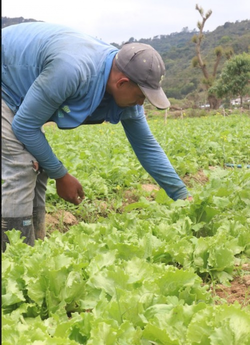 El sector agropecuario y agroindustrial es el mayor empleador en las zonas rurales.